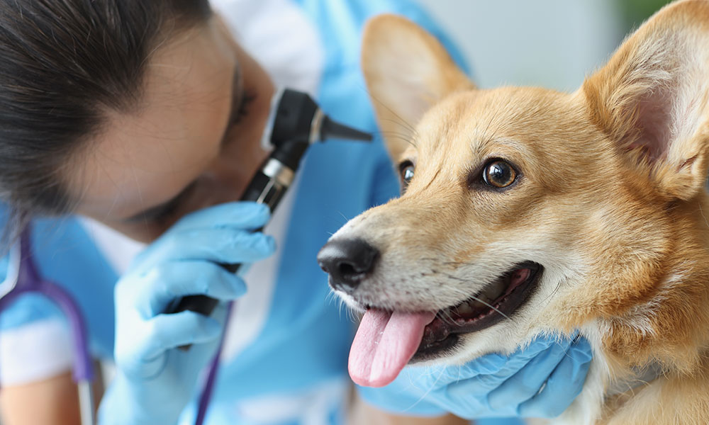 infecções auditivas no pet