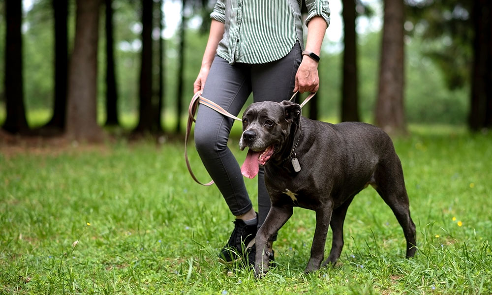 importancia-e-cuidados-para-a-hora-do-passeio-com-o-pet