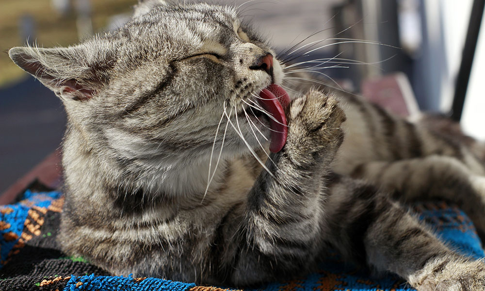 infeccoes-urinarias-em-gatos-tudo-o-que-voce-precisa-saber