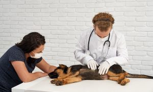 Neoplasia, tumor ou câncer no pet e o diagnóstico precoce