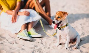 passear com pet na praia